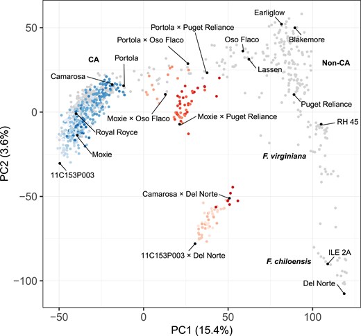 Genetic diversity of elite and exotic parents and elite×elite and elite×exotic hybrids. Genetic relationships were estimated among 27 elite parents, three exotic parents, 356 elite×elite hybrids, 113 elite×exotic hybrids, and 581 additional F.×ananassa, F. virginiana, and F. chiloensis individuals from 28,513 SNPs genotyped with a 50K Axiom array. The scatterplot displays the first two scores (PC1 and PC2) from a principal component analysis of the genetic relationship matrix for elite (CA) parents and elite×elite (CA×CA) hybrids (blue circles), elite×exotic (CA × exotic) hybrids (red circles), and 385 other CA and 196 non-CA population individuals (gray circles). The different shades of blue and red depict different full-sib families.