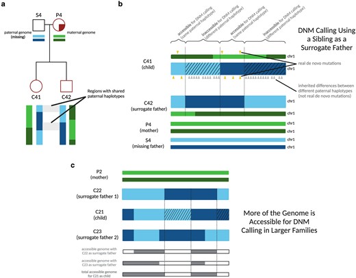 Calling DNMs using 1 parent and 1 surrogate parent. a) An illustration of the portions of an autosome with paternal haplotypes shared between 2 siblings. In an example chromosome from Family 4, DNMs can be called in regions where C41 and C42 share a paternal haplotype sequence with one another. b) An illustration of DNM calling using a sibling as surrogate father. In regions where the siblings inherited the same paternal haplotype, Mendelian violations (DNM calls, yellow triangles) are spaced far apart, but in regions where the siblings inherited different paternal haplotypes, Mendelian violations (gray triangles) are clustered close together, mostly stemming from polymorphic differences between the different paternal haplotypes inherited by the respective siblings. Hashed chromosome regions represent inaccessible regions of the genome, where DNMs cannot be called using the surrogate approach. c) An example of the surrogate method applied to Family 2, a 3-child family where 2 different surrogate fathers can be used to call DNMs in each child. A set of partially overlapping candidate DNMs is generated from each sibling comparison, increasing the amount of accessible genome where mutations can be identified with more siblings used in this approach and allowing additional validation of calls in regions where accessible regions overlap.