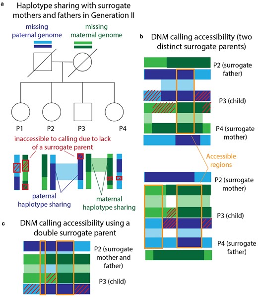Calling DNMs using only surrogate parents. a) Generation III of our pedigree contains 4 full siblings (P1, P2, P3, and P4) whose parents are deceased. We were able to call DNMs in these individuals using siblings as surrogate mothers and fathers. Example regions of paternal and maternal haplotype sharing are regions where P2 and P4 can act as surrogate father and mother to P3. Red crosshatches denote parental haplotype segments that were inherited by exactly 1 sibling—these regions are inaccessible to DNM calling due to lack of a surrogate parent. b) Illustration of maternal and paternal haplotype sharing in 2 example surrogate trios. DNMs are callable within orange regions due to haplotype sharing with both the surrogate mother and the surrogate father. c) Illustration of the regions that are accessible for calling in P3 using P2 as a double surrogate parent. This is possible when the surrogate and the proband share both maternal and paternal haplotypes.