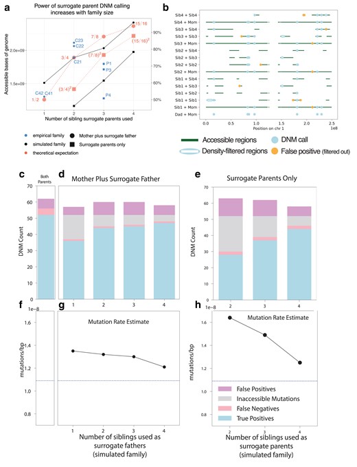 Precision and recall of surrogate-based DNM calling. a) The number of base pairs accessible for DNM calling in each individual from our pedigree (blue scatter plot) depended on the number of real and surrogate parents available, broadly matching theoretical expectations (red dashed lines) as well as the proportion of accessible genome available for calling in our simulated pedigree (black solid lines) using similar configurations of real parents and siblings. Fractions in red indicate the proportion of the genome that is theoretically accessible. Families for which one real parent is available (circles) have a greater proportion of the genome accessible than those with no parents available (squares), but both improve when additional siblings are available. Theoretical expectations reflect the size of the genome accessible for SNP calling in the simulated family, which is close but not identical to the callable genome sizes in the empirical family. Empirical individual P2 was excluded due to somatic mutation contamination that lowered the accessible genome size (Supplementary Fig. 3; see discussion below). b) Genomic accessibility, DNM calls, and density-filtered regions in chromosome 1 of the simulated pedigree. Note that error correction is facilitated by overlap between regions accessible to calling using different sets of surrogate parents. c) True positive, false positive, and false negative DNM calls made in a simulated proband with both mother and father's genomes available. d) As in c), but with a mother plus different numbers of siblings to act as surrogate fathers. Inaccessible mutations are DNMs that occur in regions of the genome without a suitable surrogate father. e) True positive, false positive, and false negative DNM calls made in a simulated proband with no parental genomes available, using different numbers of surrogate mothers and fathers. f) Mutation rates estimated with both simulated parents’ genomes available (dashed line). g) Mutation rates estimated using the mother's genome and surrogate fathers. h) Mutation rates estimated using surrogate mothers and fathers, with no parental genomes available.