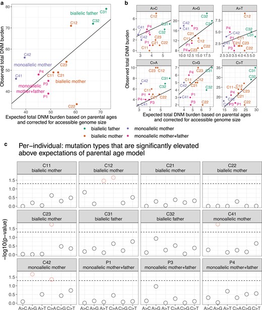 Observed and expected mutation counts. a) Comparison of observed DNM counts per child and the corresponding expected DNM counts under the parental age model (Jónsson et al. 2017), corrected for accessible genome size (Supplementary Fig. 6). P2 was excluded as discussed above due to evidence for somatic mutation contamination. Points are colored by the MUTYH carrier status of the child's parent(s). Each child except for C42 has an overall mutation count that is compatible with the Jónsson parental age model (Supplementary Fig. 7). See Supplementary Fig. 8 for a comparison with the results of Sherwood et al. (2023). b) Observed and expected mutation counts, faceted by 1-mer mutation type. Note that C>A counts are above the y = x line for nearly all individuals. c) The probability of observing a mutation count of each of the six 1-mer mutation types under the parental age model that is greater than or equal to what we observed for each member of the pedigree. Points above the dashed line (red circles) fall below the upper 1-tailed Poisson P < 0.05 significance threshold. C12 and C23, both children of biallelic mothers, show significant elevation of C > A DNM counts, as does C42 (child of a monoallelic mother).