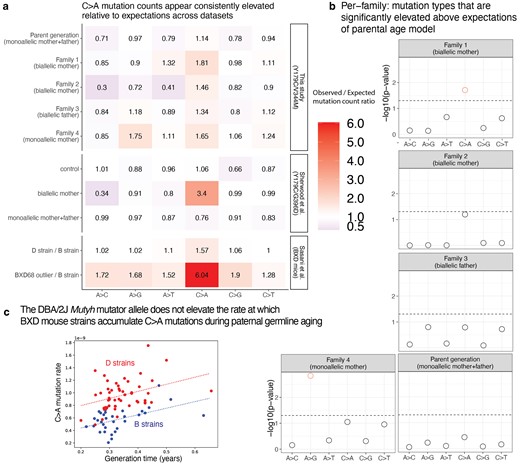 Children of mothers with biallelic MUTYH genotypes show significantly elevated C>A DNM counts. a) A heat map showing the ratio of the observed/expected mutation counts per family (calculated by summing up the mutation counts per mutation type across all children within a family). These ratios are compared to the observed/expected ratio for the groups in Sherwood et al. (2023) (control group, individuals with a biallelic mother, and individuals with monoallelic parents), with expectations calculated using the parental age model. The bottom 2 rows show results from Sasani et al. (2022) for inbred BXD mouse strains: the “D” strain has an elevated mutation rate relative to the “B” strain, which has been linked to variation in Mutyh, and BXD68 is a mouse individual with an extreme outlier C>A mutator phenotype caused by a homozygous loss of function nonsynonymous mutation. The mouse ratios compare the per-generation rate of each mutation type between sets of inbred BXD mouse strains with different Mutyh genotypes. b) The probability of observing a mutation count of each of the six 1-mer mutation types under the parental age model that is greater than or equal to what we observed for each family in the pedigree. Points above the dashed line (red circles) fall below the upper 1-tailed Poisson P < 0.05 significance threshold. Family 1 shows significant elevation for C>A DNM counts above what is expected under the parental age model, and family 4 shows significant elevation of A>G mutations. c) Multilinear regression of C>A mutation rate per generation as a function of generation time across BXD mouse strains. The Mutyh allele affects the regression intercept but not the slope, implying that mutator strains and nonmutator strains accumulate C>A mutations at the same rate during parental ageing but accumulate these mutations at different rates during embryonic development.