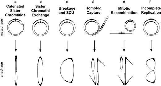 Mitotic misbehaviors of ring chromosomes. Six events that can produce anaphase chromosome bridges are shown.