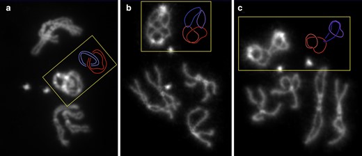 Ring chromosomes reveal catenation of homologs. R(1;Y)11AX2/R(1;Y)11AX2 larval metaphases showing: a) catenation of both sisters of both homologs; b) catenation of each chromatid with 1 nonsister chromatid; and c) catenation of one chromatid with 1 nonsister chromatid. Shades or either red or blue are used to indicate sister chromatids in the accompanying schematic diagrams.