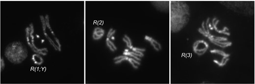 Cytology of ring chromosomes. Metaphase figures from larval brain squashes of 3 ring chromosomes used in this work.