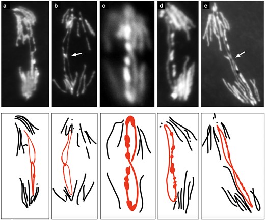 R(1;Y) embryonic mitoses from a squash preparation showing different types of anaphase bridges. Below each photograph is a schematic interpretation. Shown are: a and b) probable sister chromatid catenanes (arrow in b indicates bright region at junction); c) a double bridge generated by SCE; d) a double bridge generated by SCU; and e) sister chromatids with a thin, elongated connection.