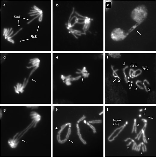 R(3) larval mitoses. Figures are from R(3)/TM6 or R(3)/+. Shown are: a) normal anaphase; b) catenated sister chromatids in anaphase; c) catenated sister chromatids (arrow) connecting daughter nuclei that have progressed to the subsequent interphase; d) sister chromatids connected by an elongated thread of chromatin (arrow); e) linked sister chromatids with 1 sister having apparently lost connection to the spindle (arrow); f) R(3)/R(3)/+ trisomy; g) a double dicentric bridge, likely resulting from SCE, with incipient break (arrow); h) a break in R(3) (arrow) with sisters fused on 1 end of the break; also indicated (asterisk) is a site where sister chromatids are twisted about each other; and i) another example of a broken R(3) which, in this case, was recovered as a spontaneous opening of the ring chromosome through the germline.