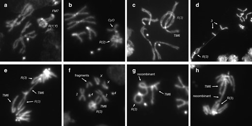 Interactions of ring chromosomes with their homologs. Ring chromosomes frequently wrap around their linear homologs in metaphase, with examples of: a) R(1;Y)/FM7; b) R(2)/CyO; and c) R(3)/TM6. Homolog capture by R(3) in: d) R(3)/+; and e) R(3)/TM6. f) Metaphase showing extra chromosome fragments. g and h) Mitotic recombination events between R(3) and the TM6 homolog at: g) metaphase; and h) anaphase.