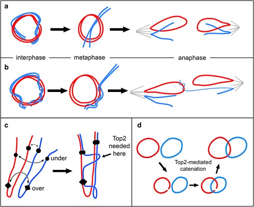 Chromosome pairing drives entanglement and catenation of homologs. Red and blue are used to indicate homologous chromosomes. a) Pairing of ring and linear homologs during interphase may result in the ring encircling its linear homolog at metaphase. At anaphase, these chromosomes segregate normally. b) Extensive wrapping of linear about ring chromosome may lead to capture of the linear chromosome by the ring to generate an anaphase chromosome bridge. c) Three hypothetical pairing sites are indicated on homologous chromosomes lying in a Rabl configuration after mitosis. Forces that drive pairing may produce tangles that require chromosomes to pass through each other to achieve full pairing, a process that may require topoisomerase II (Top 2). d) Topoisomerase II activity mediates catenation of ring homologs.