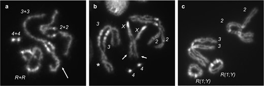 Mitotic pairing of homologs visualized at different stages of mitosis. a) In prophase, homologs are intimately paired and often appear as a single chromosome, apart from centric heterochromatin (seen as areas of bright DAPI staining), which is not paired at this stage. Chromosomes appear tightly wound around each other (arrow). b) As cells progress toward metaphase, and pairing is dissolved, nonsister chromatids are occasionally seen to be more tightly associated than sister chromatids (arrows). Also shown is an example of homologs loosely twisted about each other (asterisk). This image is a nonring genotype but was chosen because it illustrates these types of associations. c) In metaphase squashes, chromosomes are often found lying closer to their homologs than to heterologs, reflecting the earlier, more intimate associations of homologs. (Chromosome 4 is not visible in this spread.)