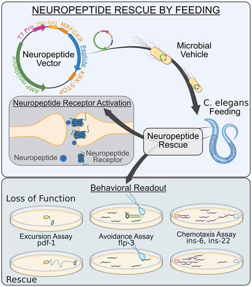 微生物ツールで神経ペプチドの機能解析:新たな治療法の可能性(WPI Researchers Design Microbial Tool To Analyze Neuropeptide Function) 微生物ツールで神経ペプチドの機能解析:新たな治療法の可能性(WPI Researchers Design Microbial Tool To Analyze Neuropeptide Function)
