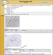 Assay detail page for an immunohistochemistry experiment. Only the upper pa...