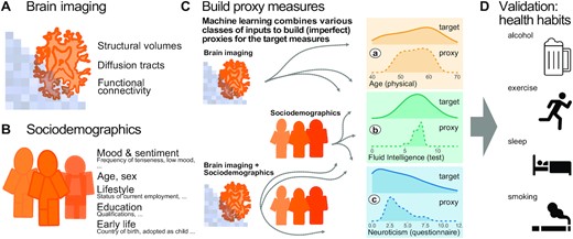 Methods workflow: building and evaluating proxy measures. We combined multiple brain-imaging modalities (A) with sociodemographic data (B) to approximate health-related biomedical and psychological constructs (C), i.e., brain age (assessed through prediction of chronological age), cognitive capacity (assessed through a fluid-intelligence test), and the tendency to report negative emotions (assessed through a neuroticism questionnaire). We included the imaging data from the 10,000-subjects release of the UK Biobank. Among imaging data (A) we considered features related to cortical and subcortical volumes, functional connectivity from rfMRI based on ICA networks, and white matter molecular tracts from diffusive directions (see Table 1 for an overview of the multiple brain-imaging modalities). We then grouped the sociodemographic data (B) into 5 different blocks of variables related to self-reported mood and sentiment, primary demographic characteristics, lifestyle, education, and early-life events (Table 2 lists the number of variables in each block). We systematically compared the approximations of all 3 targets based on either brain images or sociodemographic characteristics in isolation or combined (C) to evaluate the relative contribution of these distinct inputs. Note that proxy measures can only add to the target measures if they are not identical, i.e., if the approximation of the target from the given inputs is imperfect (guaranteed in our context because the exact data-generating mechanism is unknown and causally important variables remain unobserved). Using the full model (brain imaging + sociodemographic characteristics), we benchmarked complementarity of the proxy measures and the target measures with regard to real-world patterns of health behavior (D), i.e., the number of alcoholic beverages, exercise (metabolic equivalent task), sleep duration, and the number of cigarettes smoked. Potentially additive effects between proxies and targets were gauged using multiple linear regression. Models were developed on 50% of the data (randomly drawn) based on random forest regression guided by Monte Carlo cross-validation with 100 splits (see section “Model development and generalization testing"). We assessed generalization and health implications using the other 50% of the data as fully independent out-of-sample evaluations (see section “Statistical analysis"). Learning curves suggested that this split-half approach provided sufficient data for model construction (Fig. 1 – Fig. supplement 1).