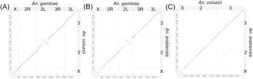 Whole-genome pairwise alignment dot-plots between chromosome-level assemblies. A, AcolMOP1 and AgamP4. B, AaraD3 and AgamP4. C, AcolMOP1 and AaraD3.