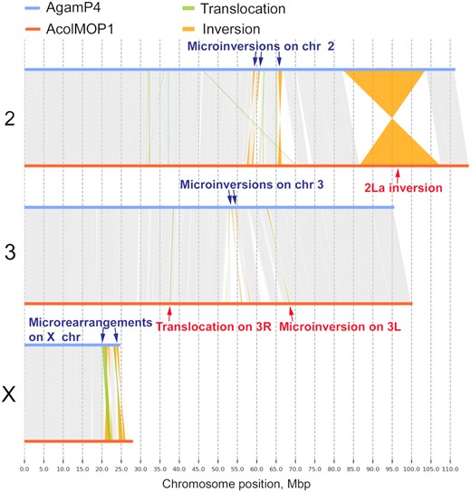 Whole-genome pairwise alignments between chromosome-level assemblies of AcolMOP1 and AgamP4. The alignment plots are produced by SyRi. The rearrangements are indicated with arrows.