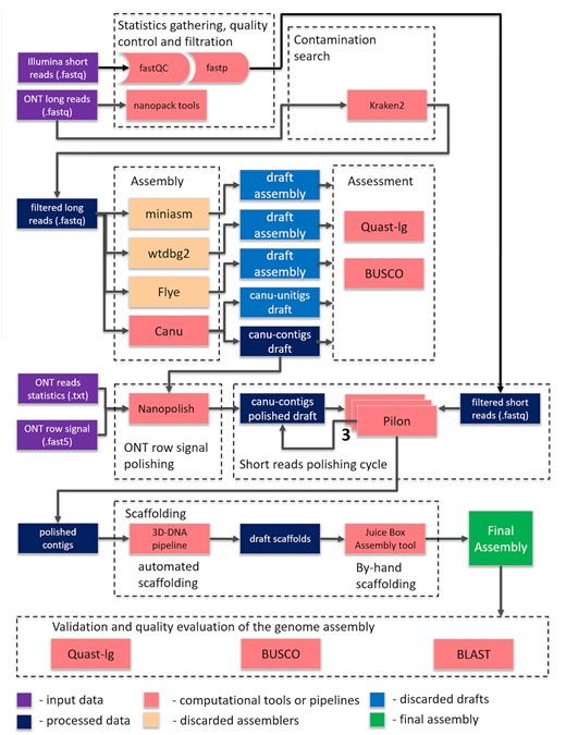 The pipeline for obtaining superior-quality genome assemblies for malaria mosquitoes based on Hi-C scaffolding of Oxford Nanopore sequencing contigs.