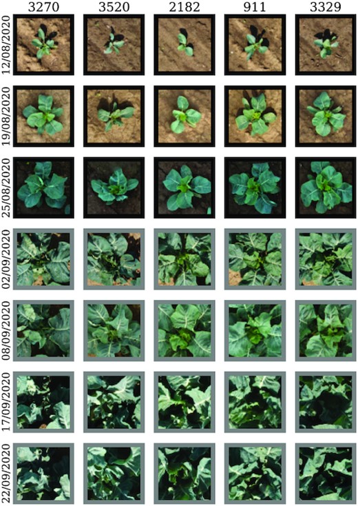 ：检测到花椰菜数据集的植物位置。用我们的方法检测的五个随机选取的植物RGB图像序列。收购日期向下增加。黑色帧注释直接和灰色帧间接检测。