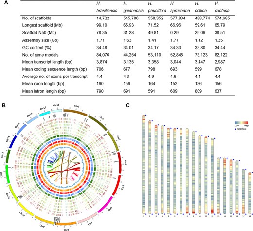 Genome assembly and annotation of Hevea species. (A) Summary of genome assembly and annotation statistics across Hevea species. (B) Circos plot showing the chromosomal organization of Hevea brasiliensis (outermost ring) and comparative features across Hevea species. From outside to inside: proteome abundance in H. confusa, H. collina, H. spruceana, H. guianensis, and H. brasiliensis, with blue indicating high abundance and red indicating low abundance; rubber biosynthesis-related genes are labeled; orthologous gene relationships between H. brasiliensis and A. thaliana, M. esculenta, R. communis, and J. curcas; GC content across chromosomes; and the innermost links represent gene duplications within H. brasiliensis. (C) Chromosomal distribution of telomeric regions in H. brasiliensis, with telomeric regions marked by blue triangles and gene density represented by a heatmap, where red indicates gene-rich regions and blue indicates gene-poor regions.