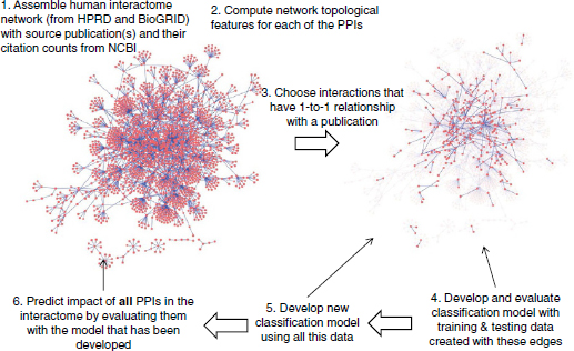 PPI data. From the human interactome, those PPIs (edges) are selected that have 1-1 relation with a publication; that is, the publication reports only one interaction, and that interaction is not reported by any other publication. The classification model is trained and evaluated using this 1-1 dataset. After evaluating the approach thus, all of the 1-1 dataset is used to train a new model which is then used to classify each of all of the edges in the interactome to identify high-impact edges. PPI network diagram was created with Cytoscape [29–31].