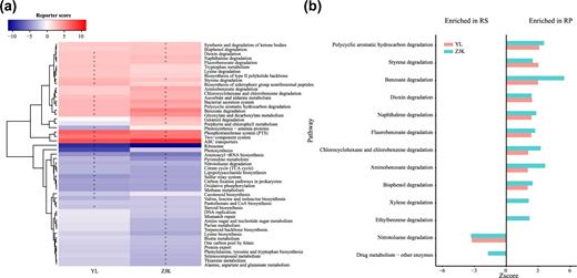 KEGG pathways enriched in rhizoplane or rhizosphere soil samples. (a) The relative abundances of pathways were compared between rhizoplane to rhizosphere soil samples from Yangling and Zhangjiakou, respectively. Pathways with a significant difference in reporter score (<1.7, blue, enriched in rhizosphere soil; >1.7, red, enriched in rhizoplane) were retained. +Reporter scores >2.3 or <2.3 are shown in the map. (b) Compartment-specific enrichment of xenobiotics biodegradation pathways in rhizoplane and rhizosphere. The reporter scores of pathways greater than 1.7 or lower than –1.7 were plotted. BS: bulk soil; RP: rhizoplane; RS: rhizosphere; YL: Yangling; ZJK: Zhangjiakou.