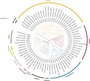 Phylogenetic tree of mitogenomes assembled in this work. 