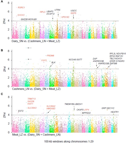Candidate selective sweep analysis for each economic breed. Selective sweeps and their associated genes are shown in three breeds: (A) Saanen, (B) Liaoning cashmere, and (C) Leizhou. Windows passed the threshold ZFst >4 and the top 1% XP-EHH scores are extracted as selective sweeps. TAGs labeled in color are discussed in the text.