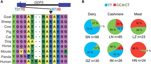 Opposite selection for sites in GDF5 of dairy and meat breeds. (A) Nonsynonymous SNP T217C (R73G) located in the first exon of GDF5. Amino acids at this position are highly conserved in other mammals. (B) Frequency diverged in different economically relevant traits. Allele T is dominant in the dairy breeds (Saanen and Guanzhong), whereas C is dominant in the meat breeds (Leizhou and Hainan). SN: Saanen goat, LN: Liaoning cashmere goat, LZ: Leizhou goat, GZ: Guanzhong goat, IM: Inner Mongolian cashmere goat, HN: Hainan goat, MA: Markhor, SI: Sindh ibex. Note: Sequencing data are as follows: LZ: CC CC CC CC CC, LN: TC CC CC TC TC, SN: TT TT TT TT TT, MA: TT TT, SI: TT TT.