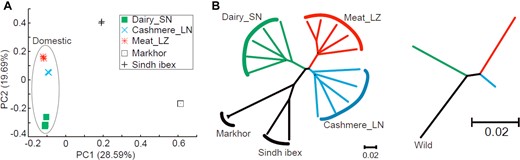Phylogeny and population structure of goats. (A) PCA based on all identified autosomal SNPs. (B) Neighbor-joining tree based on autosomal SNPs. SN: Saanen dairy goats, LN: Liaoning cashmere goats, and LZ: Leizhou goats. Markhor and Sindh ibex are wild goat ancestors.