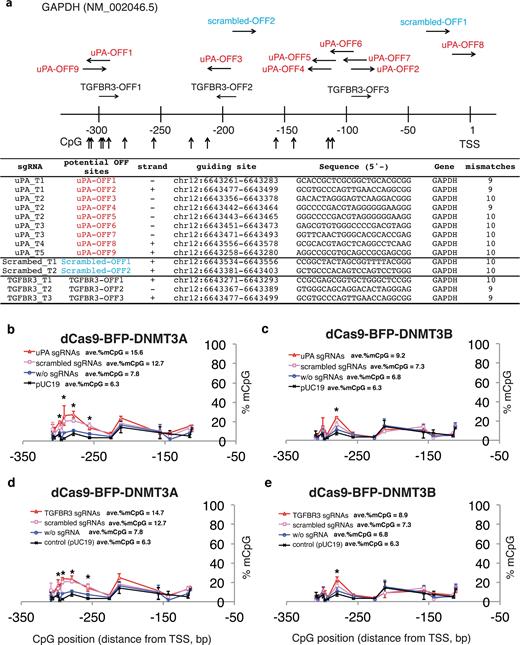 Off-target methylation of GAPDH promoter by dCas9 methyltransferases and gRNAs. (a) Schematic illustration of the GAPDH promoter. Potential off-target sites and CpGs analyzed by bisulfite pyrosequencing are indicated. Sequences of potential off-target binding sites by uPA, TGFBR3, and scrambled gRNAs with maximum 10 mismatches are listed. (b–d) Line plots of GAPDH promoter methylation in FACS-sorted HEK293T cells 48 hours after transfection with dCas9 methyltransferases and gRNAs. The methylation profiles from the pUC19-transfected samples were replotted as reference. Each data point in the graph represents the mean ± SD (n = 2 independent transfections). Average methylation levels for all CpGs analyzed are presented next to line legends. Asterisks (*) represent P value < 0.05 compared to pUC19 (ANOVA).