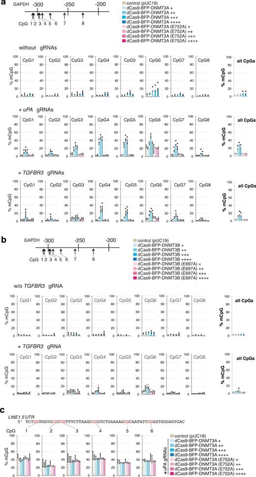 Off-target methylation by dCas9 methyltransferases. (a) Bar charts indicating % mCpG at individual CpGs and total % mCpG (8 CpG sites) for the GAPDH promoter in cells expressing different levels (BFP signal: +, ++, +++, ++++) of dCas9-BFP-DNMT3A or dCas9-BFP-DNMT3A(E752A) alone or together with either uPA or TGFBR3 gRNAs. (b) Bar charts indicating % mCpG in the GAPDH promoter in cells expressing different levels (BFP signal: +, ++, +++, ++++) of dCas9-BFP-DNMT3B or dCas9-BFP-DNMT3B(E697A) alone or with TGFBR3 gRNAs. (c) LINE1 5΄UTR methylation in cells expressing uPA gRNAs with different levels of either dCas9-BFP-DNMT3A or dCas9-BFP-DNMT3A(E752A). Cells transfected with pUC19 were used as controls. Values represent mean ± SD (n = 3). Asterisks (*) represent P value < 0.05 (ANOVA) compared to pUC19.