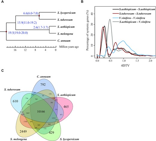 Comparative analysis of the Solanum aethiopicum genome. (A) Phylogenetic analysis of Solanum melongena, S. lycopersicum, S. tuberosum, S. aethiopicum, and Capsicum annuum using single-copy gene families. The species differentiation time between S. aethiopicum and S. melongena was 2.6 million years. (B) Distribution of 4DTv distance, which showed 2 peaks ~0.25 and 1 (black line), representing 2 whole-genome duplication events. (C) Venn diagram showing overlaps of gene families between S. melongena, S. lycopersicum, S. tuberosum, S. aethiopicum, and C. annuum. A total of 465 gene families were unique to S. aethiopicum and 10,166 were common to the genomes of the 5 species. V. vinifera: Vitis vinifera.