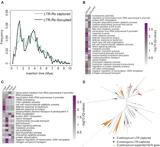 LTR-R captured and disrupted genes. (A) The distribution of ages of LTR-R captured and disrupted genes. (B) GO enrichment analysis between the LTR-R captured and disrupted gene set. (C) GO terms enriched in LTR-R captured genes that are specifically and highly expressed in various tissues, including leaf, flower, root, and fruit. (D) Phylogenetic tree of the nucleotide-binding, leucine-rich repeat-related (NLR) gene in Solanum aethiopicum and S. melongena. ADP: adenosine diphosphate; ER: endoplasmic reticulum.