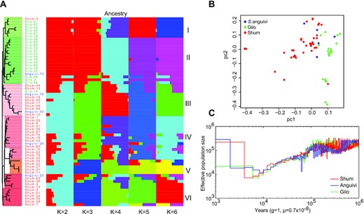 Population structure and demographic history of Solanum aethiopicum. (A) A maximum-likelihood phylogenetic tree and population structure constructed using the full set of single-nucleotide polymorphisms (SNPs). (B) Principal component analysis (PCA). (C) Pairwise sequential Markovian coalescent model analysis indicated a distinct demographic history of S. aethiopicum from 10,000 to 100 years ago, in which a bottleneck was shown ~4,000–5,000 years ago, followed by an immediate expansion of population size.