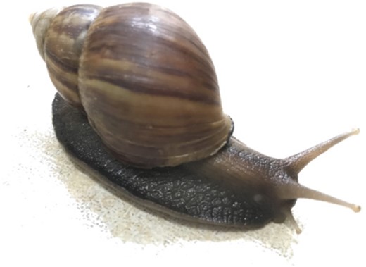 A. fulica individual used for genome sequencing and assembly.