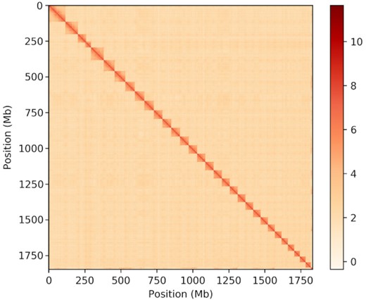 Contact matrix generated from the Hi-C data analysis showing sequence interactions in chromosomes. Color bar indicates the logarithm of the contact density.