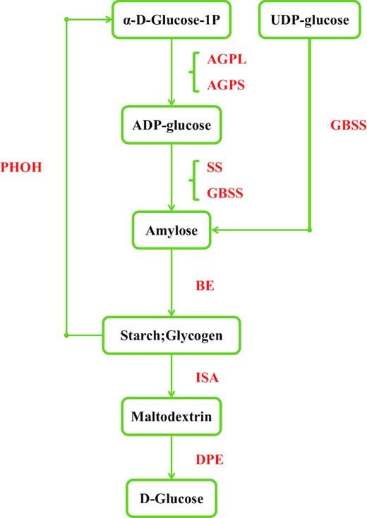 Identification of genes involved in the starch biosynthesis pathway. Genes identified as being involved in starch synthesis are shown in red. Numbers of homolog genes are presented in Additional file 1: Table S11. AGP, ADP-glucose pyrophosphorylase; AGPL, AGP large subunit; AGPS, AGP small subunit; PHOH, starch phosphorylase H (cytosolic type); GBSS, granule-bound starch synthase; SS, soluble starch synthase; BE, starch branching enzyme; ISA, isoamylase; DPE, starch debranching enzyme.