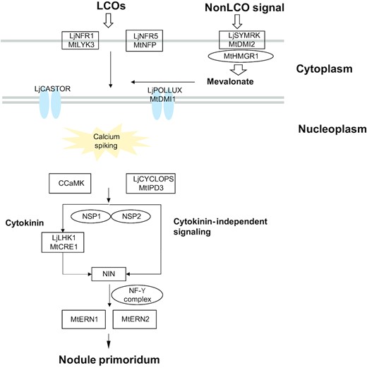 The common symbiosis signaling pathway among the orphan crops. Sixteen root nodulation symbiosis signal (Sym) pathway genes were identified in three legumes (Vigna subterranea, Lablab purpureus, and Faidherbia albida) and two non-legumes (Sclerocarya birrea and Moringa oleifera). Lj, Lotus japonicus; Mt, Medicago truncatula; LCOs, Lipochitooligosaccharides.