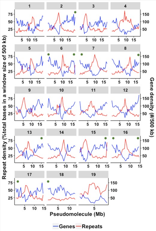 Gene and repeat density across the 19 pseudomolecules in the assembly. Green asterisks denote telomere tracks.