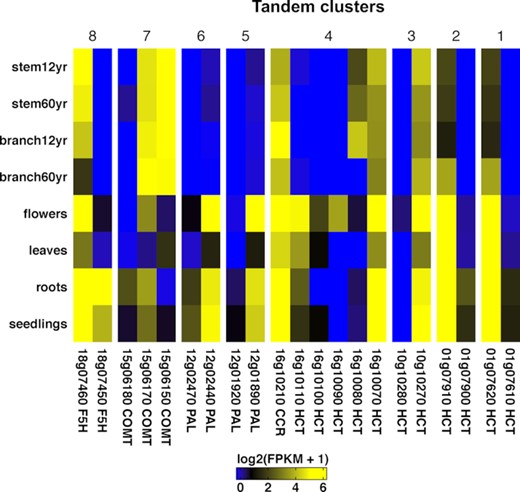 Differential expression of tandem copies of genes in lignin biosynthetic pathway. stem12yr: stem secondary xylem of a 12-year-old teak tree; stem60yr: stem secondary xylem of a 60-year-old teak tree; branch12yr: branch secondary xylem of a 12-year-old teak tree; branch60yr: branch secondary xylem of a 60-year-old teak tree.