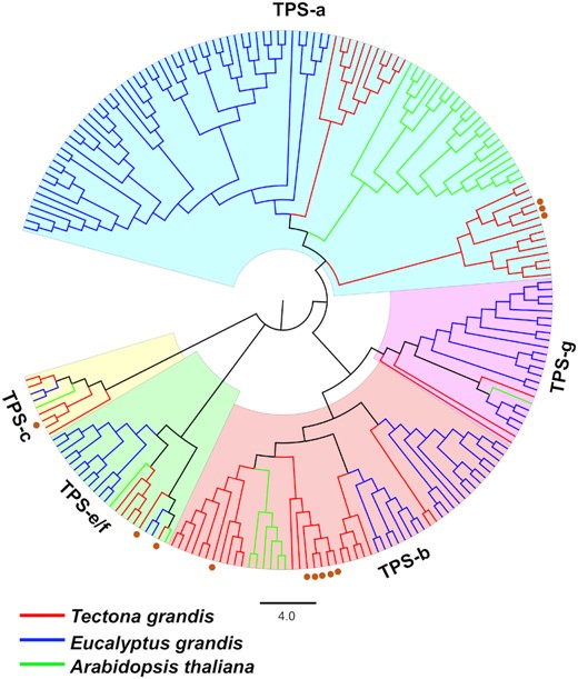 Maximum likelihood tree of peptide sequences of terpene synthase (TPS) family genes from the Tectona grandis (red branches), Arabidopsis thaliana (green branches), and Eucalyptus grandis (blue branches). Red dots denote teak TPSs expressed in stems.