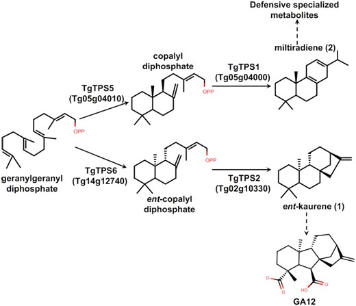 Proposed diterpene pathway based on functional validation.