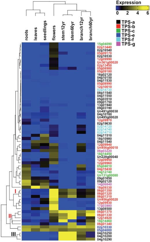 Expression of terpene synthases in various tissues of teak. Six monoterpene synthases (clade I and II as denoted on the nodes) and three putative sesquiterpene synthases (clade III) exhibited high expression in branches and stems of 12- and 60-year-old teak trees.