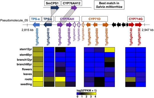 A physical cluster of TPS/CYP genes on pseudomolecule 5 and their expression in different tissues of teak. Horizontal arrows denote genes with their gene classification listed above and gene IDs below, where unfilled arrows denote partial genes and black arrows denote genes that are not TPS/CYP.
