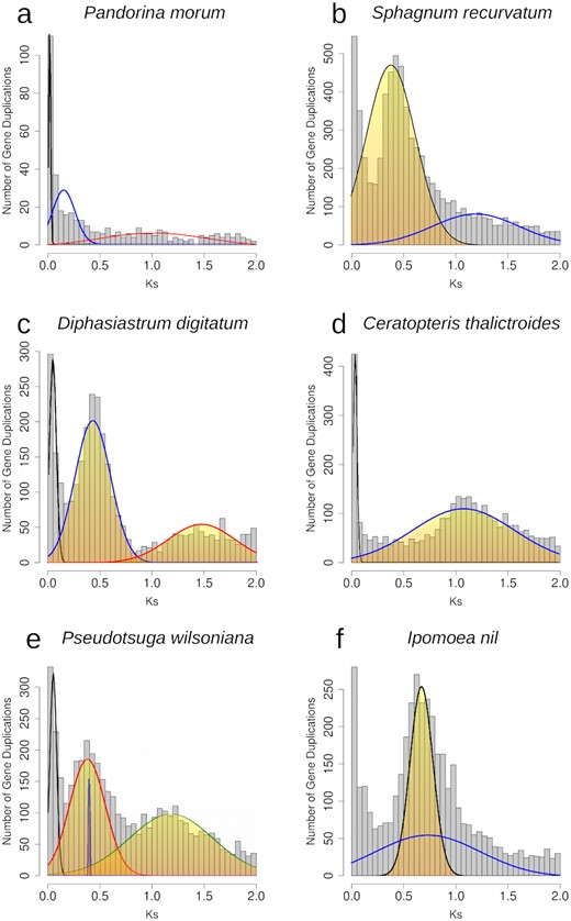 Histograms of the age distribution of gene duplications (Ks plots) with mixture models of inferred WGDs for (a)Pandorina morum (green algae), no inferred WGD peak. (b)Sphagnum recurvatum (moss), inferred WGD peak median Ks = 0.38. (c)Diphasiastrum digitatum (lycophyte), inferred WGD peak median Ks = 0.42, 1.62. (d)Ceratopteris thalictroides (fern), inferred WGD peak median Ks = 1.08. (e)Pseudotsuga wilsoniana (gymnosperm), inferred WGD peak median Ks = 0.38, 1.18. (f)Ipomoea nil (angiosperm) inferred WGD peak median Ks = 0.66. Histogram x-axis scale is Ks 0–2. The mixture model distributions consistent with inferred ancient WGDs are highlighted in yellow.