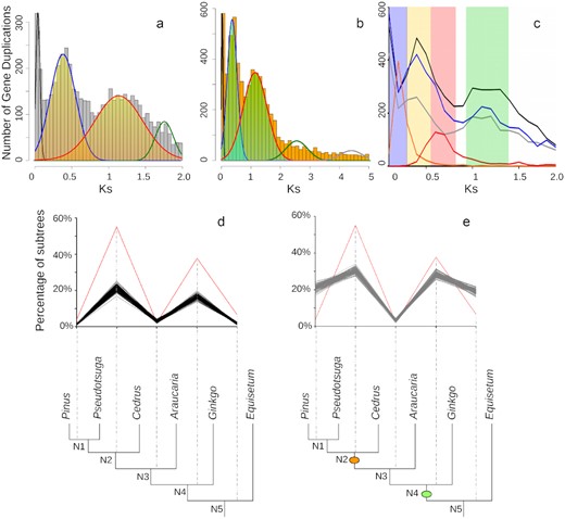 Histograms of the age distribution of gene duplications (Ks plots), ortholog divergences, and MAPS results for the Pinaceae ancient WGD. (a) and (b) Histograms of the age distribution of gene duplications (Ks plots) with mixture models of inferred WGDs for Pseudotsuga wilsoniana (gymnosperm), inferred WGD peak median Ks = 0.38 (95% CI, 0.371–0.386) and 1.18 (95% CI, 1.163–1.195). (a) Histogram x-axis scale is Ks 0–2. The mixture model distributions consistent with inferred ancient WGDs are highlighted in yellow. (b) Histogram x-axis scale is Ks 0–5. The mixture model distributions consistent with inferred ancient WGDs are highlighted in green. (c) Combined Ks plot of the gene age distributions of P. wilsoniana (blue), Pinus radiata (black), Cedrus libani (gray), and ortholog divergences of Pinus vs Cedrus (orange) and Cedrus (Pinaceae) vs Cephalotaxus (Cephalotaxaceae) (red). The median peaks for these plots are highlighted. Pinus radiata (black), inferred WGD peak medians at Ks = 0.37 (95% CI, 0.365–0.380) and 1.16 (95% CI, 1.142–1.172). C. libani (gray), inferred WGD peak medians at Ks = 0.33 (95% CI, 0.316–0.336) and 1.08 (95% CI, 1.061–1.099). (d) and (e) MAPS results from observed data, null, and positive simulations on the associated phylogeny. (d) Percentage of subtrees that contain a gene duplication shared by descendant species at each node, results from observed data (red line), 100 resampled sets of null simulations (black lines). (e) Percentage of subtrees that contain a gene duplication shared by descendant species at each node, results from observed data (red line), and positive simulations (gray lines). The orange oval corresponds to the location of an inferred WGD in Pinaceae. The green oval corresponds to the location of an inferred WGD in seed plants.