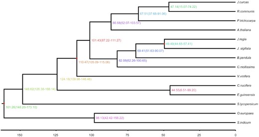 Inferred phylogenetic tree across 14 plant species. The estimated divergence time (Mya) is shown at each node. Numbers in parentheses indicate 95% confidence interval.