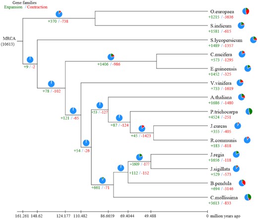 Gene family expansions and contractions in J. sigillata and 13 other plants. Pie charts show the proportion of expansion gene families (green), contraction gene families (red), and unaltered gene families (blue).