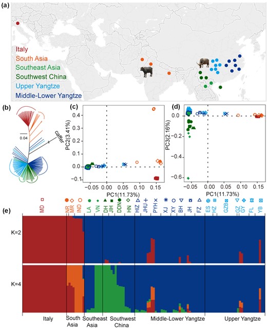 Population structure and relationships among buffaloes. (a) Geographic map indicating the origins of the buffalo breeds. (b) Neighbour-joining tree of buffaloes constructed using whole-genome autosomal SNP data. (c, d) Principal component analyses (PCA) showing PC1 against PC2 and PC1 against PC3, respectively. Each breed was labelled with different colors and shapes as shown in the top of Fig. 1e. (e) Genetic structure of buffalo breeds using ADMIXTURE program with K = 2, 4. Population acronyms are explained in Supplementary Tables 1 and 5.