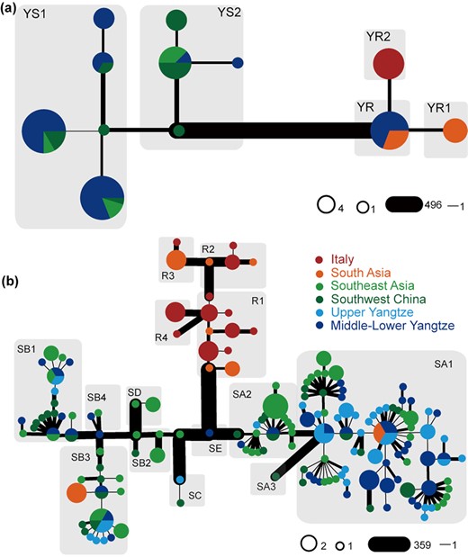Y-chromosome and mitogenome phylogenies. The width of the edges is proportional to the number of pairwise differences between the joined haplotypes. (a) Y-chromosome network using 520 SNPs. (b) Mitogenome network of swamp buffalo. Different haplogroups of Y-chromosome and mitogenomes were labelled in each gray shadow.