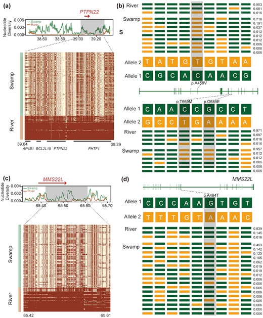 Signatures of selective sweep regions at PTPN22 and MMSL22 genes in river buffalo. Different parameters were estimated for each gene (PTPN22 and MMSL22): nucleotide diversity, degree of haplotype sharing across populations (a and c). A red arrow notes the specific gene region. A schematic structure of each gene (b and d) is also depicted with exons indicated by vertical bars and reference/alternative alleles noted with different colors (green/yellow) and combined to form different haplotypes (each with a specific haplotype frequency next to it). Non-synonymous SNPs are highlighted in gray.